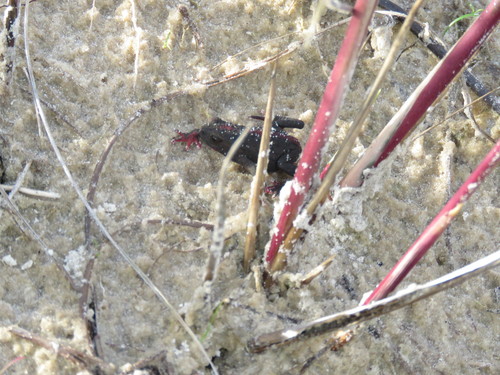Melanophryniscus formosus