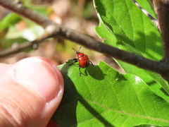 Attelabus nitens