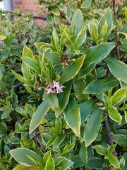 Daphne odora marginata