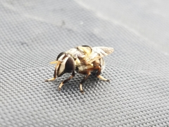 Copestylum tamaulipanum