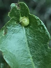 Andricus highlandensis