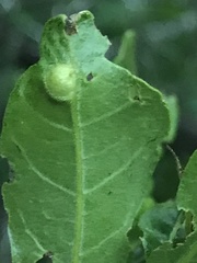 Andricus highlandensis