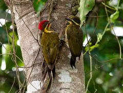 Piculus chrysochloros