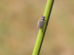 Hymenoplia