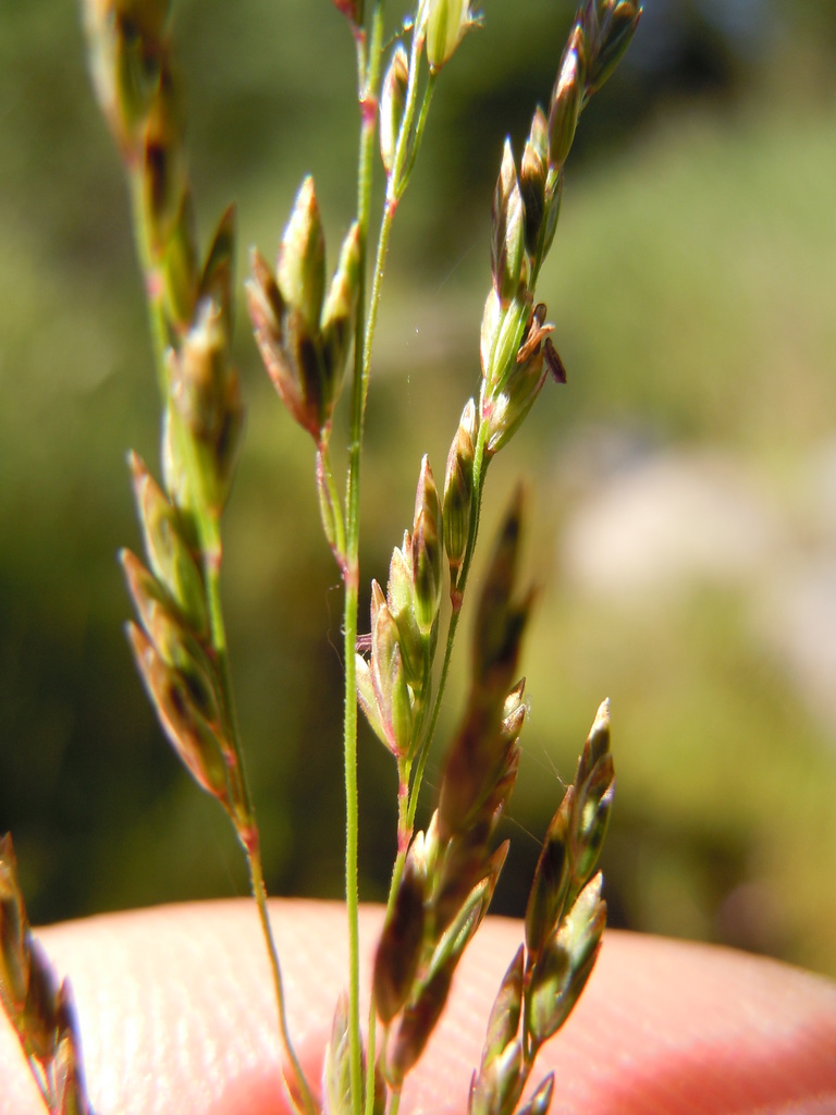 Nuttall's alkali grass (Plants of Spinney Mountain State Park