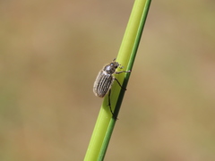 Hymenoplia