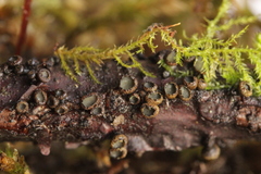 Godronia ribis