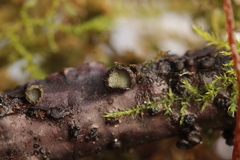 Godronia ribis