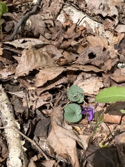 Viola hirsutula