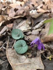 Viola hirsutula