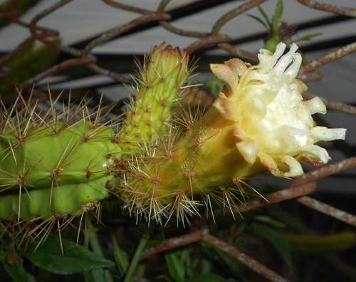 Leptocereus sylvestris