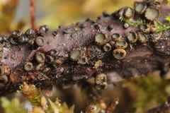 Godronia ribis