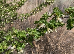 Ribes leptanthum
