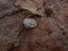 Backeljaia gigaxii