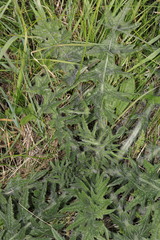 Cardo asinino (Cirsium vulgare): origine e usi — foto 3