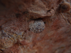 Backeljaia gigaxii