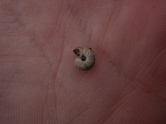 Backeljaia gigaxii