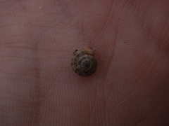 Backeljaia gigaxii