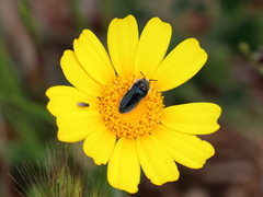 Acmaeoderella villosula