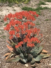 Aloe