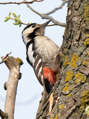Dendrocopos syriacus