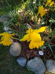 Narcisseae