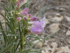 Penstemon jamesii