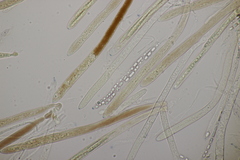 Godronia ribis