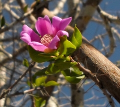 Leuenbergeria zinniiflora