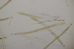 Godronia ribis