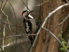 Dendrocopos syriacus