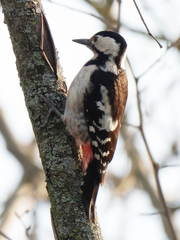 Dendrocopos syriacus