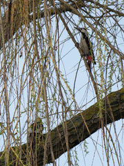 Dendrocopos syriacus