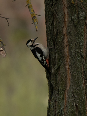 Dendrocopos syriacus