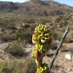 Agave deserti