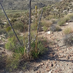 Agave deserti