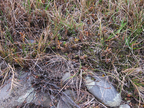 Shrubby Muehlenbeckia (Muehlenbeckia ephedroides)