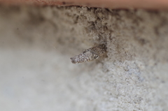 Luffia ferchaultella