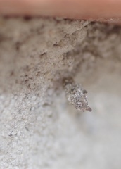 Luffia ferchaultella