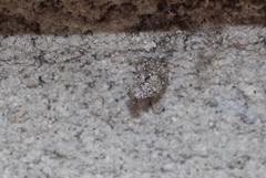 Luffia ferchaultella