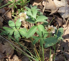 Hydrophyllum capitatum thompsonii