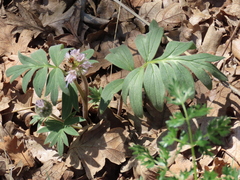 Hydrophyllum capitatum thompsonii