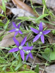 Campanula floridana