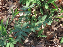 Hydrophyllum capitatum thompsonii