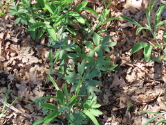 Hydrophyllum capitatum thompsonii