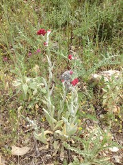 Helichrysum sanguineum
