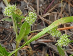 Valerianella coronata