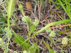 Valerianella coronata