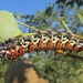 Mopane Worm - Photo (c) joansie, some rights reserved (CC BY-NC)