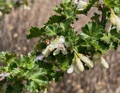 Ribes leptanthum